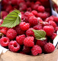 fresh collected raspberries in the basket