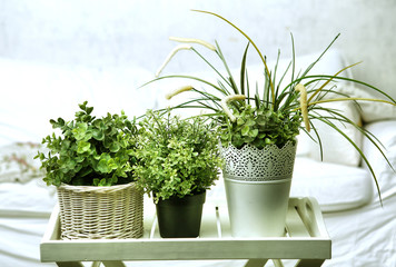 housplants in white pots on the bedroom background