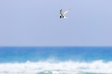 海辺を飛ぶアジサシ