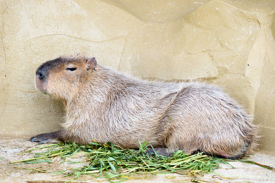 カピバラ属 の画像 257 件の Stock 写真 ベクターおよびビデオ Adobe Stock
