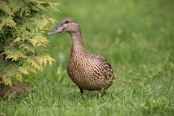 Wild Mallard duck  walking on the grass.