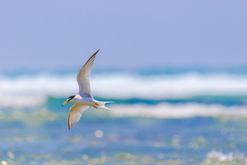海辺を飛ぶアジサシ