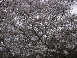 cherry blossoms / sakura blossoms