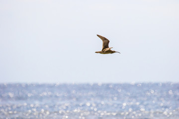 海辺を飛ぶシギ