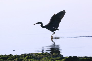 鳥の羽ばたき