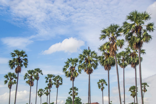 sugar palm trees sky background.