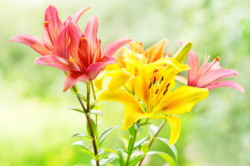 bouquet of various lilies