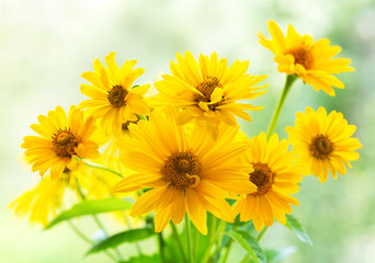bouquet of yellow daisy flowers