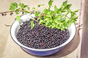 Currant in bowl and crrunt branch