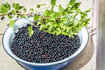 Currant in bowl and crrunt branch