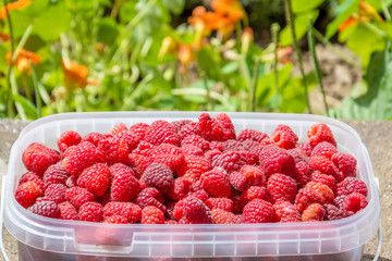 Raspberry in plastic box and orange flowers
