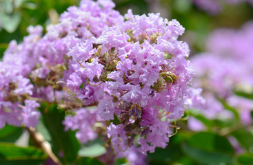 Obraz premium Lagerstroemia speciosa - Queen's flower