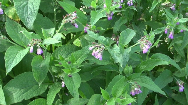 beautiful blosoming medical herb comfrey (Symphytum officinale) on summer meadow

