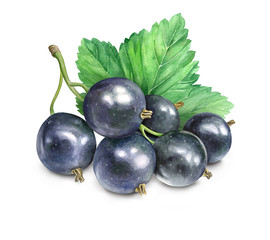 Blackcurrant, Botanical Illustration