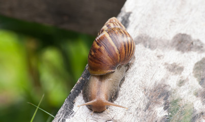 Snail in timber.