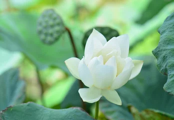 Papier Peint photo autocollant fleur de lotus Fleur de lotus blanc