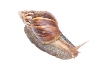 Snails and white background. blur.