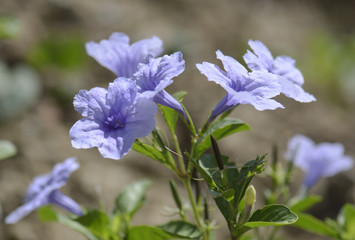 Ruellia tuberosa flower.