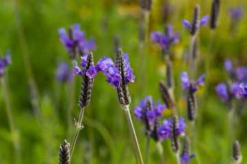 Lavender Flowers