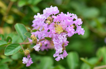 Lagerstroemia speciosa - Queen's flower