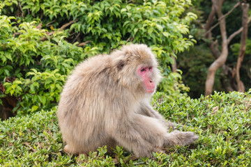 Japanese macaque sitting on bush