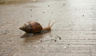 Snail climb on a paved road with water.
