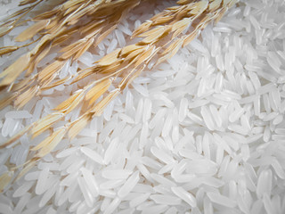 Close up macro rice plant and white rice , uncooked raw cereals