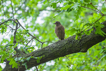 Cuckoo fledgling standing on a tree branch