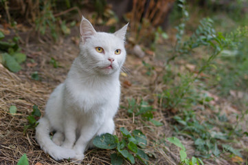 Naklejka na ściany i meble Cute white cat with hypnotizing eyes