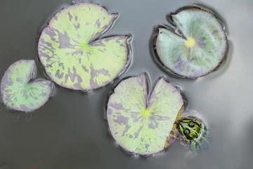 Crédence de cuisine en verre imprimé Grenouille Lily pads on the surface of a pond and green frog