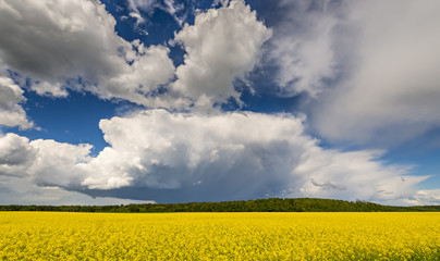 Heavy clouds of thunderstorm above rapessed field