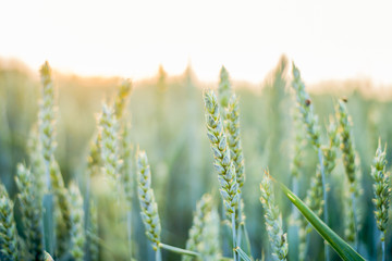wheat field at the sunset