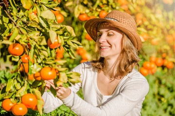 Caucasian girl harvesting mandarins and oranges in organic farm