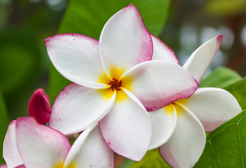 Fototapeta na wymiar beautiful flower pink and white plumeria in nature background