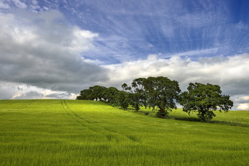  agricultural field on which grow up cereals, Scotland
