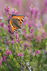 Calluna vulgaris known as Common Heather, ling, or simply heather with butterfly Small Tortoiseshell
