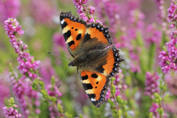 Calluna vulgaris known as Common Heather, ling, or simply heather with butterfly Small Tortoiseshell