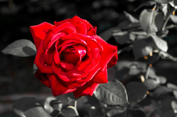Panele Szklane  Czerwona róża zbliżenie na szarym tle