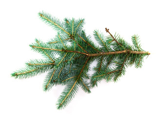 Blue pine branch close-up