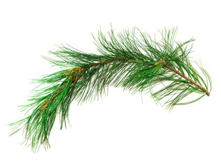 Branch cedar on a white background
