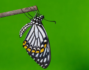 Common mime butterfly resting after emerged