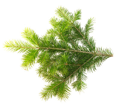 Fir branch on a white background for your design