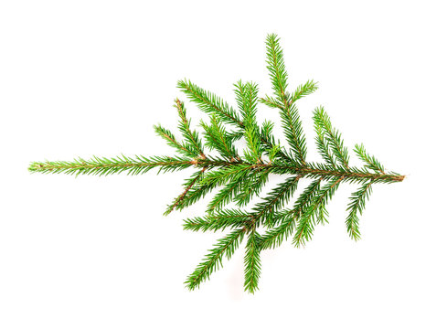 Spruce branch on a white background for your design