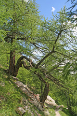 Forrest in Switzerland