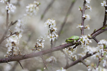 European tree frog 