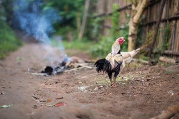 Obraz premium Cock and hens