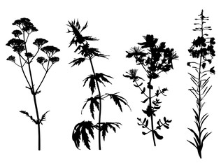 Medicinal herbals set