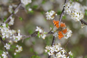blossoms with butterfly