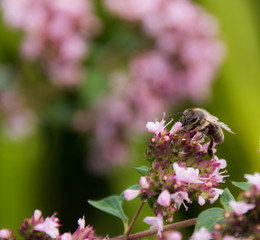 Biene in der Fr&uuml;h auf Nahrungssuche