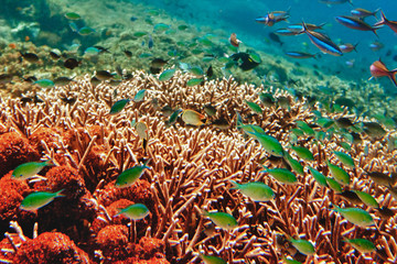 Fototapeta na wymiar Underwater landscape with tropical fish